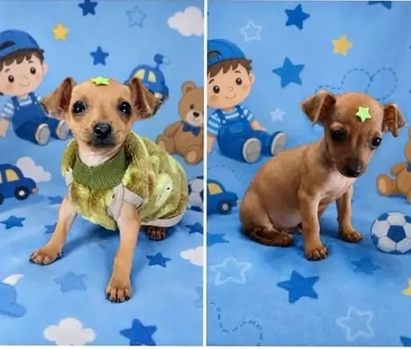 Filhote de Pinscher