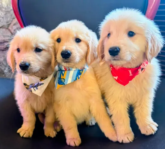 R$ 1.800,00- Lindos filhotes de Golden Retriever