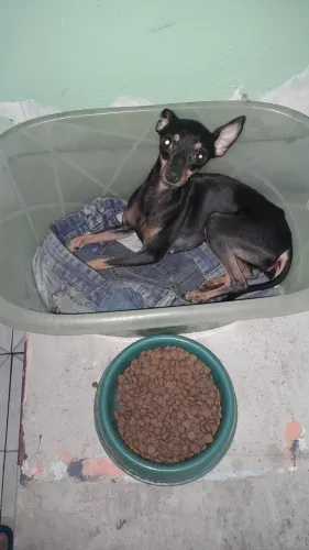 Pinscher 1
