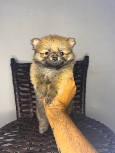 Spitz alemão anão pedigree CBKC 