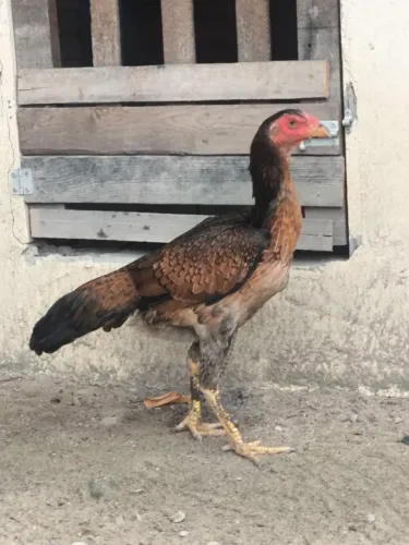 Lote de galinhas cariocas