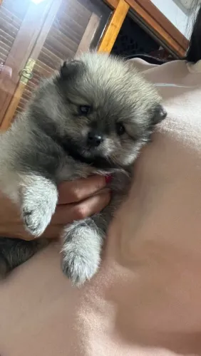 Lulu da Pomerania anão, Macho 