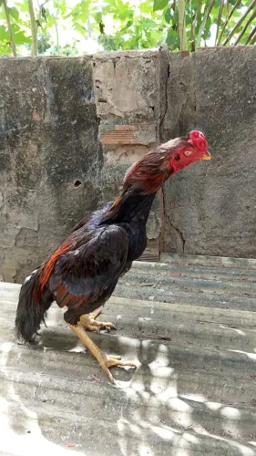 Galo