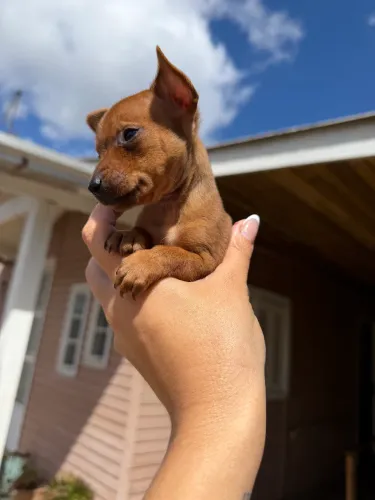 Pinscher zero
