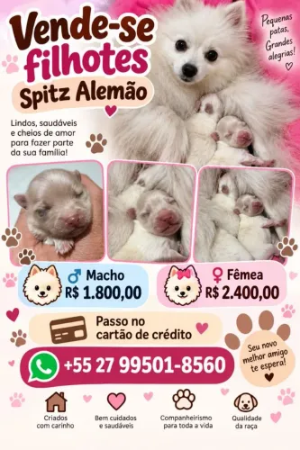 Spitz alemão