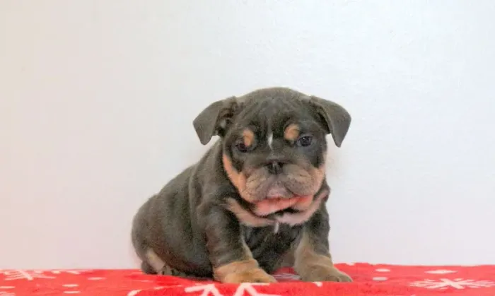 Bulldog Inglês,Bulldog Inglês Filhote Top Padrão da Raça