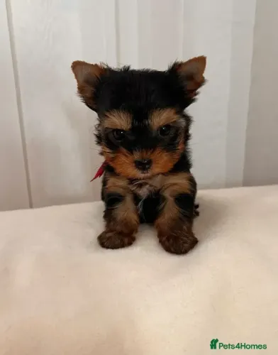 Cachorro filhote Yorkshire/York pelagem bonita e temperamento dócil