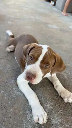 Vendo filhote pitbull