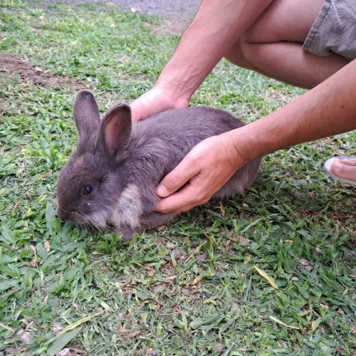 Coelho Macho Raça Cabeça de Leão 