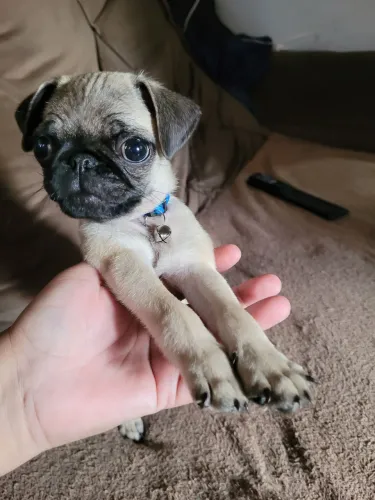 Pug