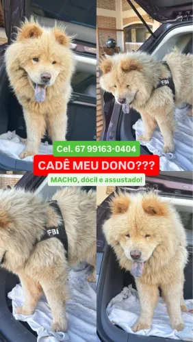 Chow Chow ENCONTRADO - Precisa de um Lar