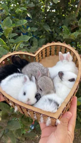 Coelho Netherland Dwarf - Anão Holandês
