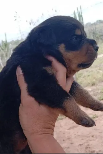 Filhotes Puros de Rottweiler