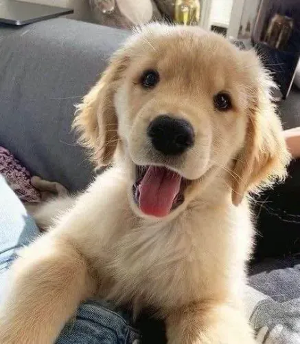 Filhote Golden Retriever, brincalhões esperando um lar cheio de amor!