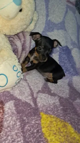 Pinscher
