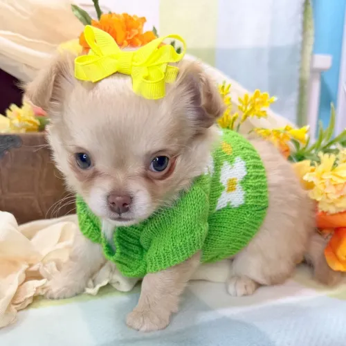 Chihuahua | Pelagem Charmosa e linda