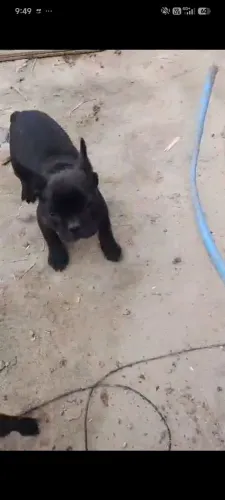 Filhote de Bulldog com 2 meses, foi aplicado recentemente a segunda dose da vacina