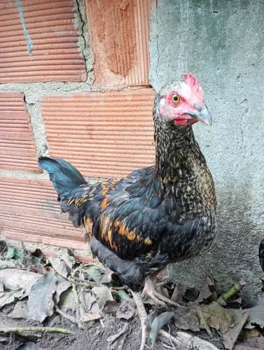 Frango caipira geração ovos azul 