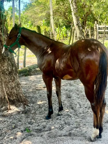 OPORTUNIDADE! CAVALO À VENDA.
