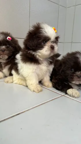 Shih tzu