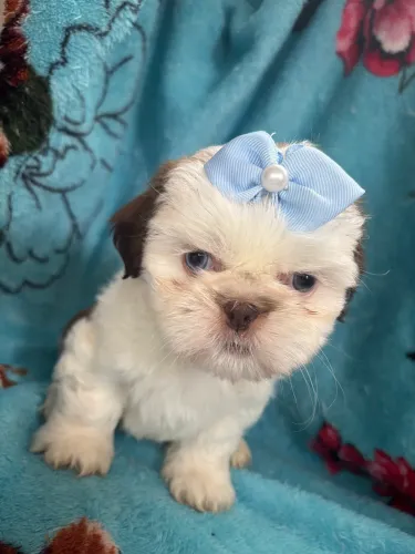 Shihtzu macho olhos azuis ?