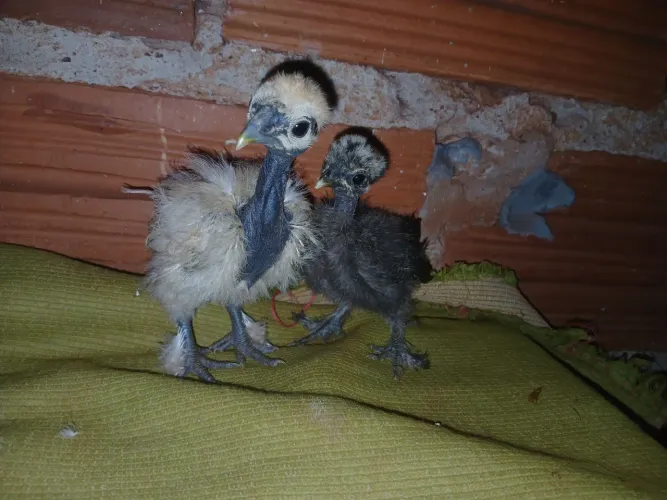 Pintinhos sedosos