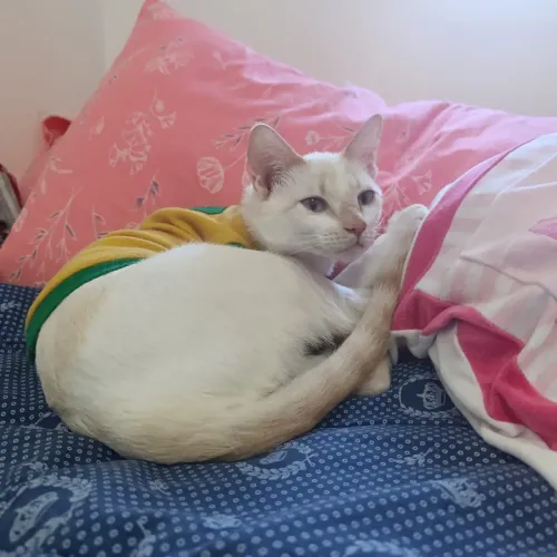 Gato 6 meses branco e amarelo