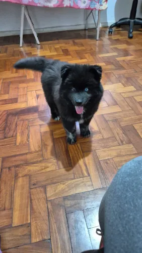 Filhote de Pomsky Macho F2 (Médio) com.Heterocromia.