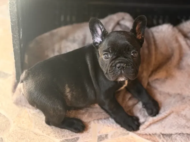 Bulldog pronta entrega macho 