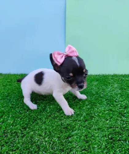 Pequena e Encantadora