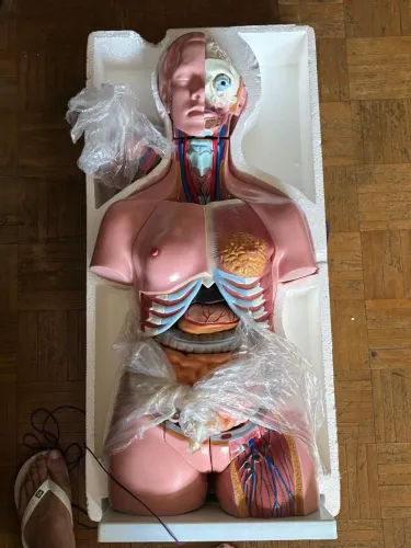 ? Boneco Anatômico Completo - Estado Impecável | Oportunidade!<br>