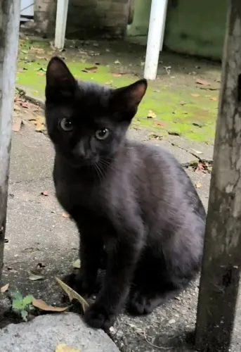 Gatinho filhote lindo para adoção