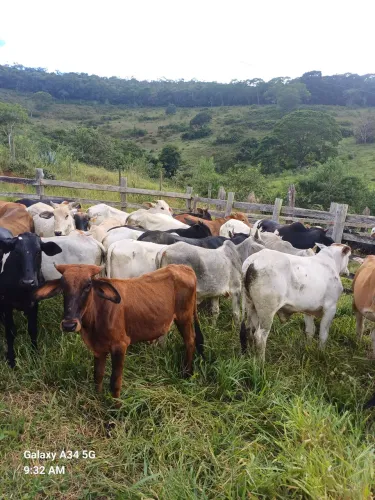 Garrotes e Garrotas