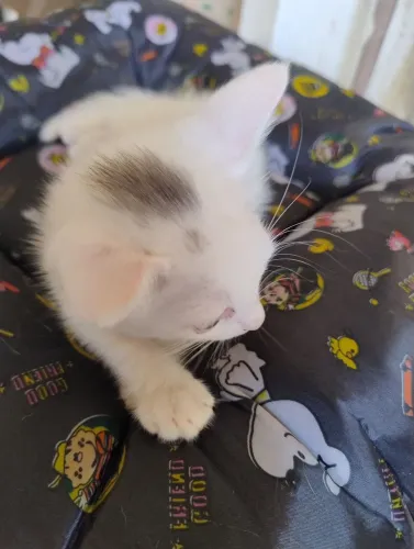 Doaçe 2dois gatinhos
