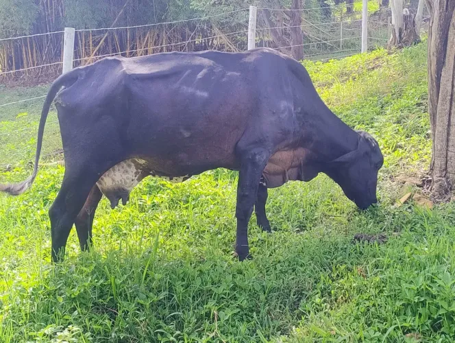Vaca Girolanda 5 anos