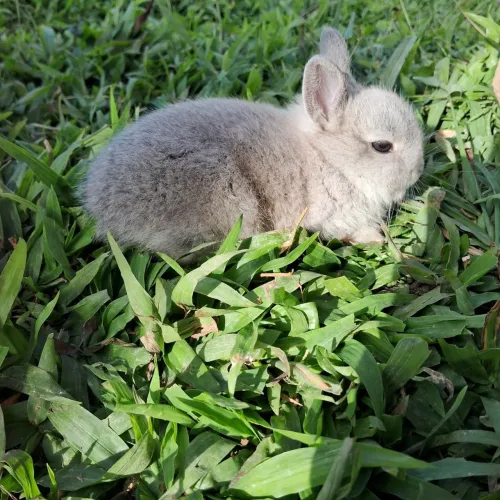 Mini coelhos netherlander