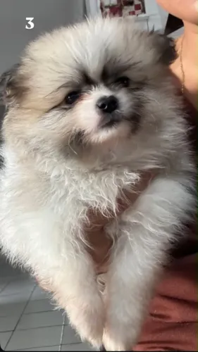 Lulu da pomerania macho anão