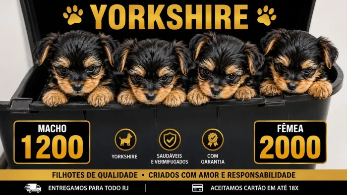 Yorkshire micro raça pura macho e femea lindos