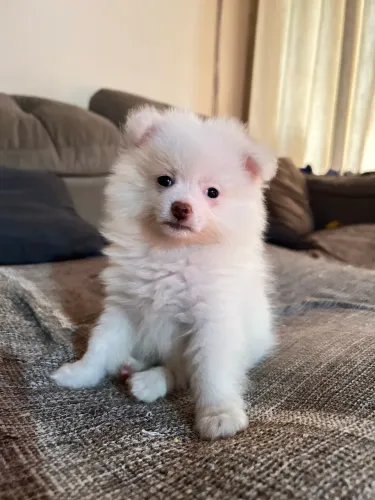 Spitz alemão anã