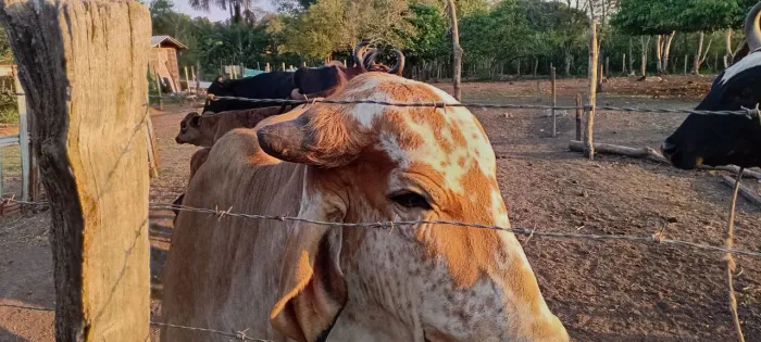 Vaca e novilha gir