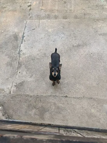 Casal de pinscher número 1