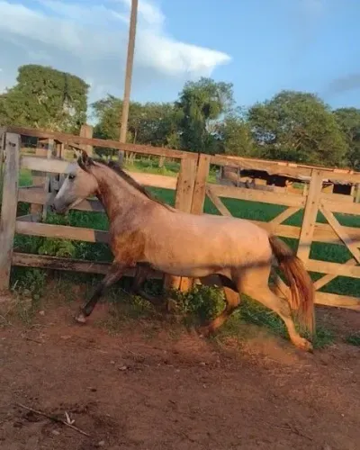 Potra mangalarga