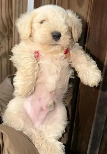 Cachorros