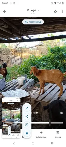 Vendo cabritos e cabras