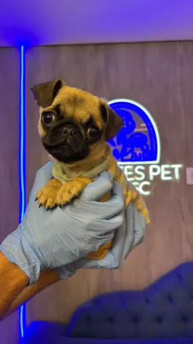 Pug maravilhoso bem pequeno, também temos fêmeas