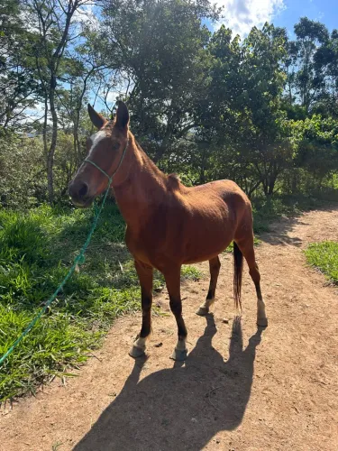 Égua para criar e abaixar pasto