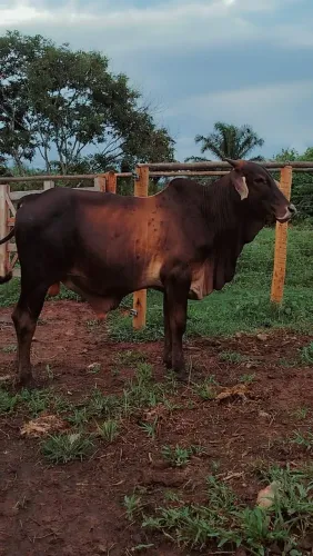 Vendo garrotes 