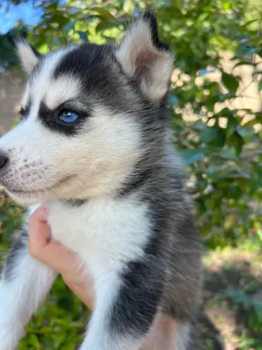 Husky siberiano fêmea