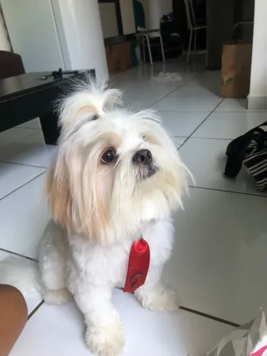 Cachorro Lhasa Apso disponível para namorar