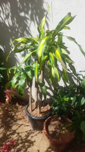 Plata pau d'água  no jarro